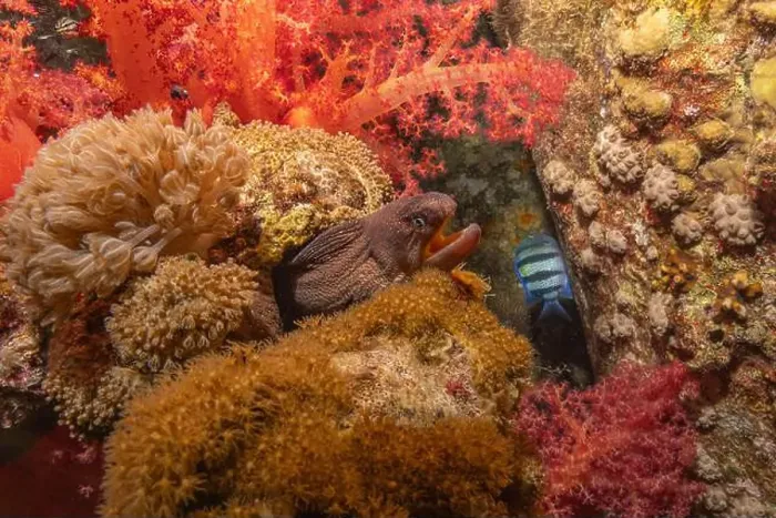 Framed Print : Moray eel Mooray lycodontis undulatus in the Red Sea, Eilat Israel Framed Print : Moray eel Mooray lycodontis undulatus in the Red Sea, Eilat Israel