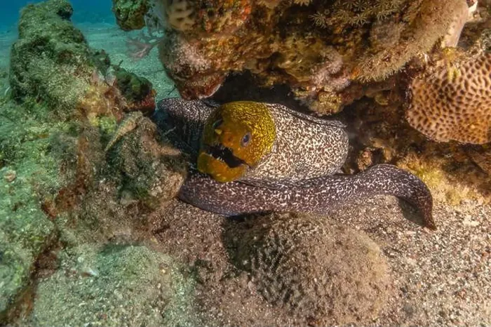 Framed Print : Moray eel Mooray lycodontis undulatus in the Red Sea, Eilat Israel Framed Print : Moray eel Mooray lycodontis undulatus in the Red Sea, Eilat Israel