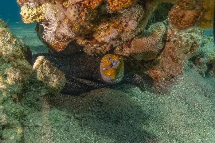 Framed Print : Moray eel Mooray lycodontis undulatus in the Red Sea, Eilat Israel Framed Print : Moray eel Mooray lycodontis undulatus in the Red Sea, Eilat Israel