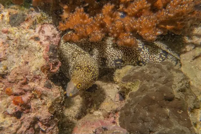 Framed Print : Moray eel Mooray lycodontis undulatus in the Red Sea, Eilat Israel Framed Print : Moray eel Mooray lycodontis undulatus in the Red Sea, Eilat Israel