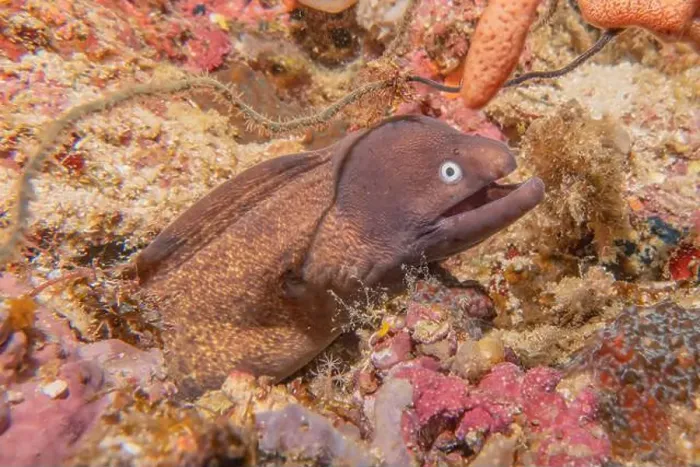 Framed Print : Moray eel Mooray lycodontis undulatus in the Red Sea, Eilat Israel Framed Print : Moray eel Mooray lycodontis undulatus in the Red Sea, Eilat Israel