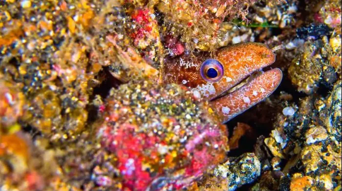 Framed Print : Moray Eel, Mud Moray, Gymnotjhorax sp. Reef Building Corals, Coral Reef, Lembeh, North Sulawesi, Indonesia, Asia Framed Print : Moray Eel, Mud Moray, Gymnotjhorax sp. Reef Building Corals, Coral Reef, Lembeh, North Sulawesi, Indonesia, Asia