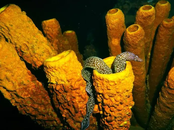 Framed Print : Moray eel or Muraenidae Deep Sea Exploration 2025 Framed Print : Moray eel or Muraenidae Deep Sea Exploration 2025