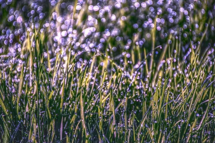 Framed Print : Morning dew on grass, natural light and beautiful violet bokeh.Nature abstract Framed Print : Morning dew on grass, natural light and beautiful violet bokeh.Nature abstract
