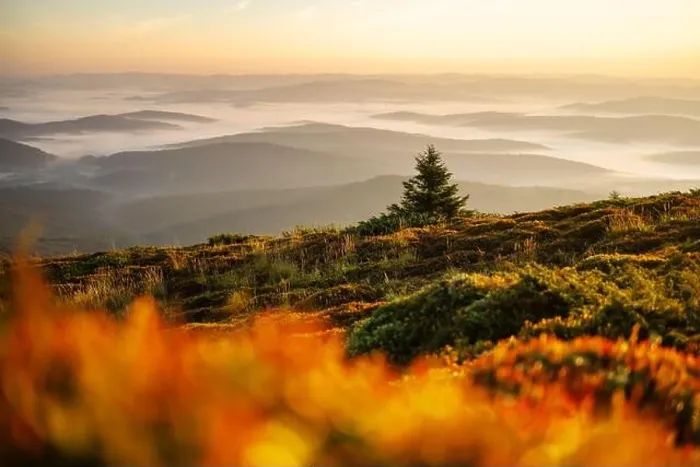 Framed Print : Morning fog in autumn mountains. Fir trees silhouettes on foreground. Beautiful sunrise on background. Landscape photography Framed Print : Morning fog in autumn mountains. Fir trees silhouettes on foreground. Beautiful sunrise on background. Landscape photography