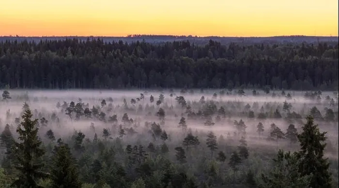 Framed Print : Morning fog and sunrise in Torronsuo National Park, Finland Framed Print : Morning fog and sunrise in Torronsuo National Park, Finland
