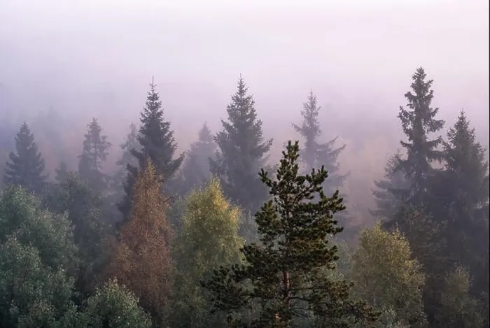Framed Print : Morning fog and sunrise in Torronsuo National Park, Finland Framed Print : Morning fog and sunrise in Torronsuo National Park, Finland