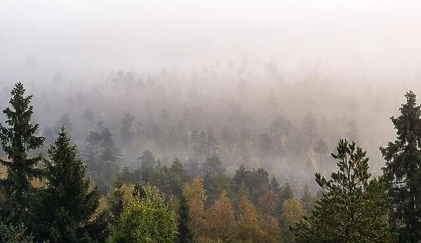 Morning fog and woodland landscape in Torronsuo National Park, Finland