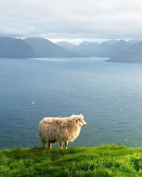 Morning view on the summer Faroe islands with sheep on a foreground. Kalsoy island, Denmark. Landscape photography