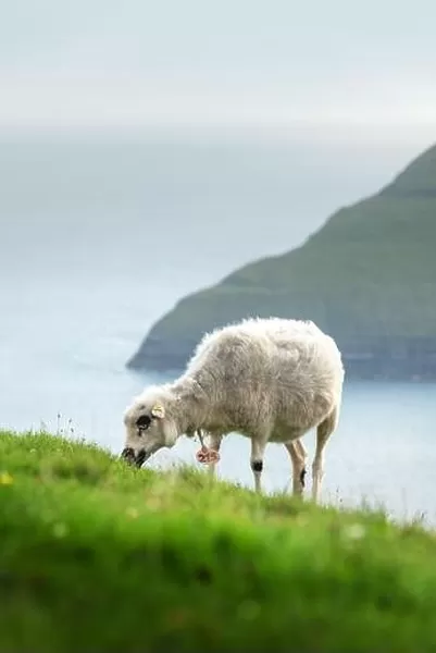 Morning view on the summer Faroe islands with sheep on a foreground. Streymoy island, Denmark. Landscape photography