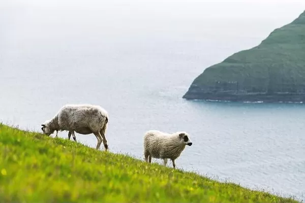 Morning view on the summer Faroe islands with two sheeps on a foreground. Streymoy island, Denmark. Landscape photography