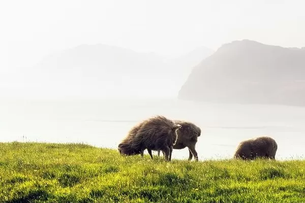 Morning view on the summer Faroe islands with three sheeps on a foreground. Streymoy island, Denmark. Landscape photography