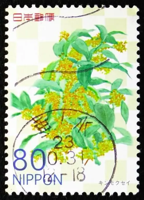 Framed Print : MOSCOW, RUSSIA - DECEMBER 25, 2022: Postage stamp printed in Japan shows Osmanthus fragrans var Framed Print : MOSCOW, RUSSIA - DECEMBER 25, 2022: Postage stamp printed in Japan shows Osmanthus fragrans var
