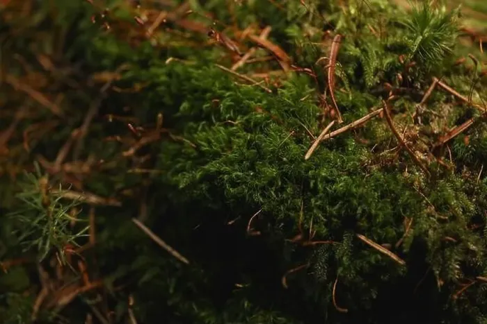 Framed Print : Moss in Carpathian mountains, close up and selective focus Framed Print : Moss in Carpathian mountains, close up and selective focus