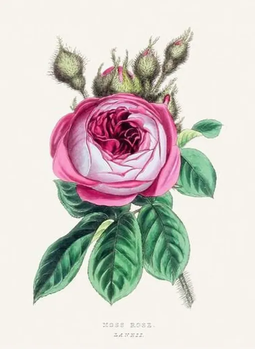 Framed Print : Moss Rose. Colorful Flower Illustration. Vintage Botanical Art. Circa 1848 Framed Print : Moss Rose. Colorful Flower Illustration. Vintage Botanical Art. Circa 1848
