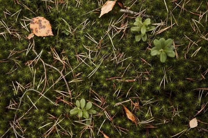 Framed Print : Moss strewn with crushed needles and fallen leaves. Autumn season Framed Print : Moss strewn with crushed needles and fallen leaves. Autumn season