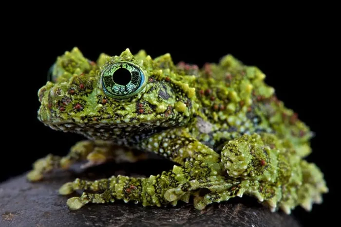 Framed Print : Mossy frog (Theloderma corticale) Framed Print : Mossy frog (Theloderma corticale)