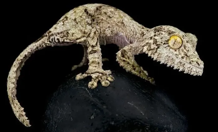 Framed Print : Mossy leaf-tailed gecko (Uroplatus sikorae) Framed Print : Mossy leaf-tailed gecko (Uroplatus sikorae)