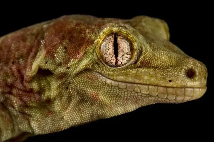 Framed Print : Mossy New Caledonian gecko (Mniarogekko chahoua) Framed Print : Mossy New Caledonian gecko (Mniarogekko chahoua)
