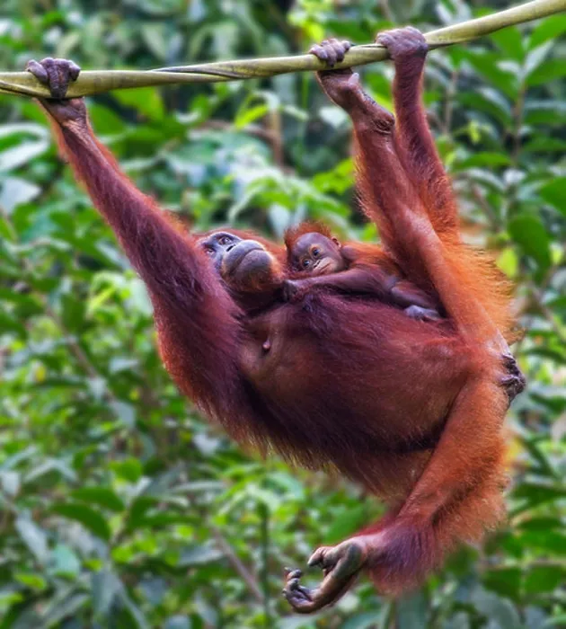 Framed Print : A Mother and Baby Orangutan ( Pongo pygmaeus ) Hanging on a Rope in Borneo, Malaysia Framed Print : A Mother and Baby Orangutan ( Pongo pygmaeus ) Hanging on a Rope in Borneo, Malaysia