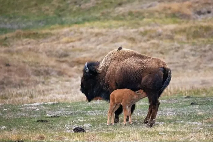 Framed Print : Mother Bison with Baby Calf Nursing in Yellowstone National Park Framed Print : Mother Bison with Baby Calf Nursing in Yellowstone National Park