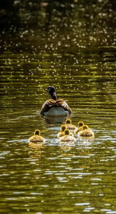 Framed Print : Mother Goose Leading Her Goslings Across a Golden Pond Framed Print : Mother Goose Leading Her Goslings Across a Golden Pond