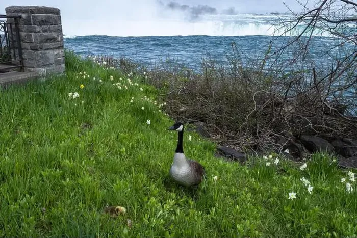 Framed Print : A mother goose makes a poor nesting choice by Niagara Falls Framed Print : A mother goose makes a poor nesting choice by Niagara Falls