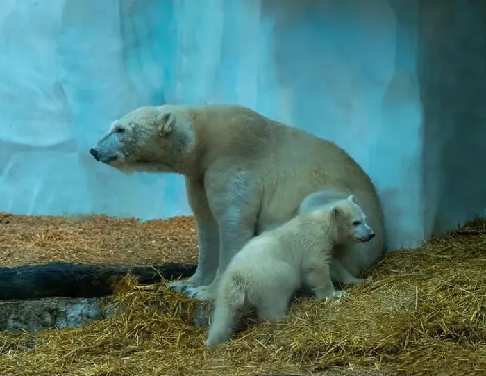 Framed Print : Mother polar bear (Ursus maritimus) and yearling Cup at the Karlsruhe Zoo. Mika is born on 2 November 2024 Framed Print : Mother polar bear (Ursus maritimus) and yearling Cup at the Karlsruhe Zoo. Mika is born on 2 November 2024
