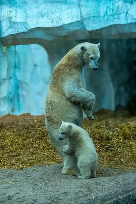 Framed Print : Mother polar bear (Ursus maritimus) and yearling Cup at the Karlsruhe Zoo. Mika is born on 2 November 2024 Framed Print : Mother polar bear (Ursus maritimus) and yearling Cup at the Karlsruhe Zoo. Mika is born on 2 November 2024
