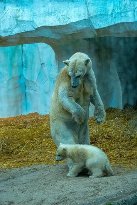Framed Print : Mother polar bear (Ursus maritimus) and yearling Cup at the Karlsruhe Zoo. Mika is born on 2 November 2024 Framed Print : Mother polar bear (Ursus maritimus) and yearling Cup at the Karlsruhe Zoo. Mika is born on 2 November 2024