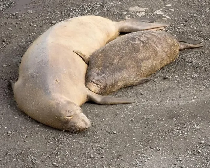Framed Print : Mother and pup Elephant seal lounging on the sand at the Point Reyes National Seashore, California, USA Framed Print : Mother and pup Elephant seal lounging on the sand at the Point Reyes National Seashore, California, USA