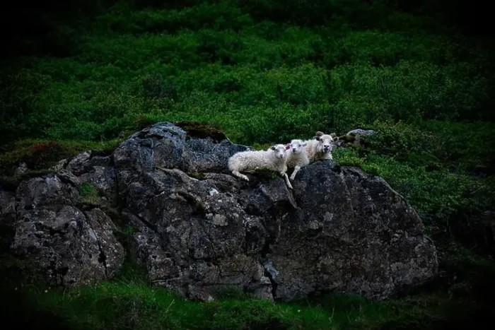 Framed Print : Mother sheep and lambs resting on rock in Iceland Framed Print : Mother sheep and lambs resting on rock in Iceland