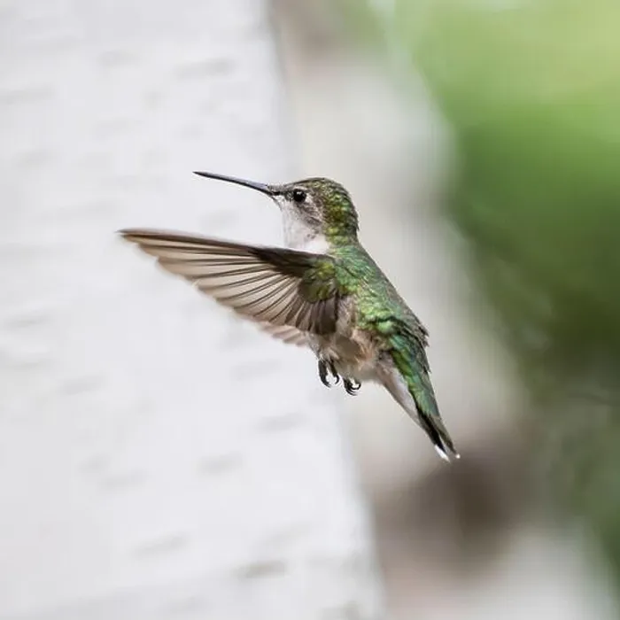 Framed Print : Motion blur of the wings of a female Ruby-throated hummingbird (Archilochus colubris) Framed Print : Motion blur of the wings of a female Ruby-throated hummingbird (Archilochus colubris)