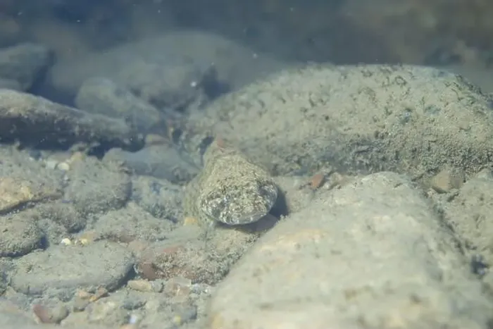 Framed Print : Mottled sculpin at the bottom of a river