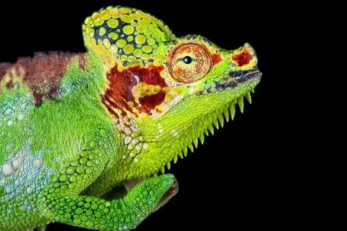 Framed Print : Mount Elgon chameleon (Trioceros hoehnelii altaeelgonis) Framed Print : Mount Elgon chameleon (Trioceros hoehnelii altaeelgonis)