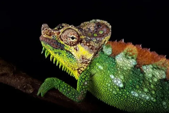 Framed Print : Mount Elgon chameleon (Trioceros hoehnelii altaeelgonis) Framed Print : Mount Elgon chameleon (Trioceros hoehnelii altaeelgonis)