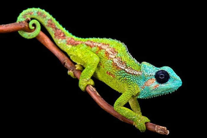 Framed Print : Mount Hanang Chameleon (Trioceros hanangensis) Framed Print : Mount Hanang Chameleon (Trioceros hanangensis)