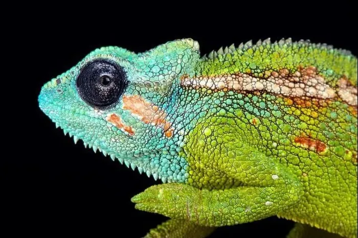 Framed Print : Mount Hanang chameleon (Trioceros hanangensis) Framed Print : Mount Hanang chameleon (Trioceros hanangensis)
