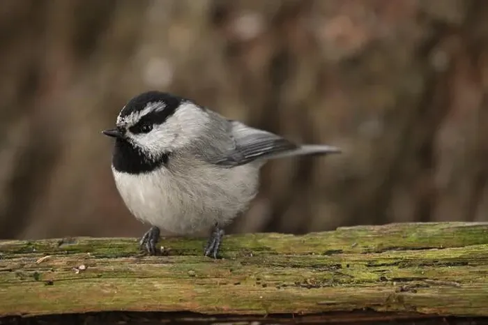 Framed Print : Mountain Chickadee (Poecile gambeli) perched on a log in winter. Yaak Valley, Montana. (Photo by Randy Beacham) Framed Print : Mountain Chickadee (Poecile gambeli) perched on a log in winter. Yaak Valley, Montana. (Photo by Randy Beacham)