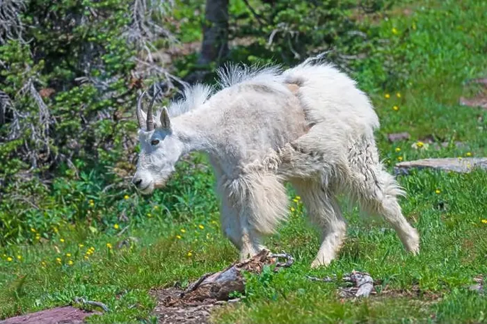 Framed Print : Mountain Goat in an Alpine Meadow in Glacier National Park in Montana Framed Print : Mountain Goat in an Alpine Meadow in Glacier National Park in Montana