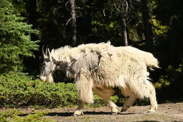 Framed Print : A mountain goat seen in the rockies south of Jasper, Alberta, Canada Framed Print : A mountain goat seen in the rockies south of Jasper, Alberta, Canada