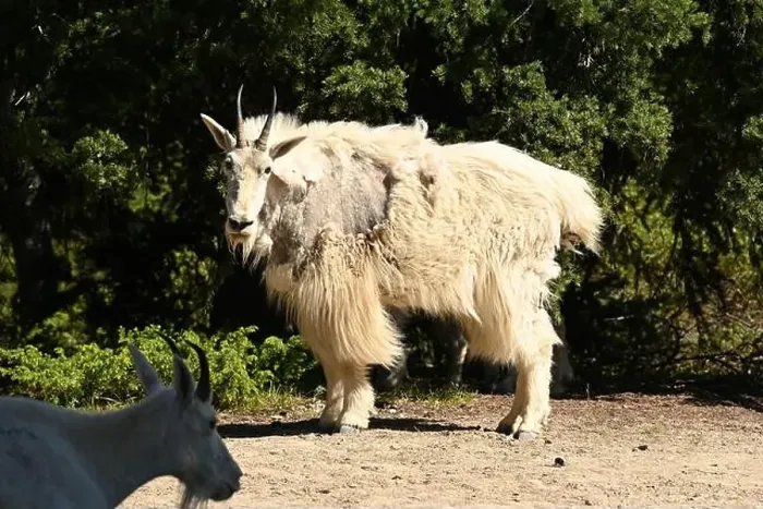 Framed Print : A mountain goat seen in the rockies south of Jasper, Alberta, Canada