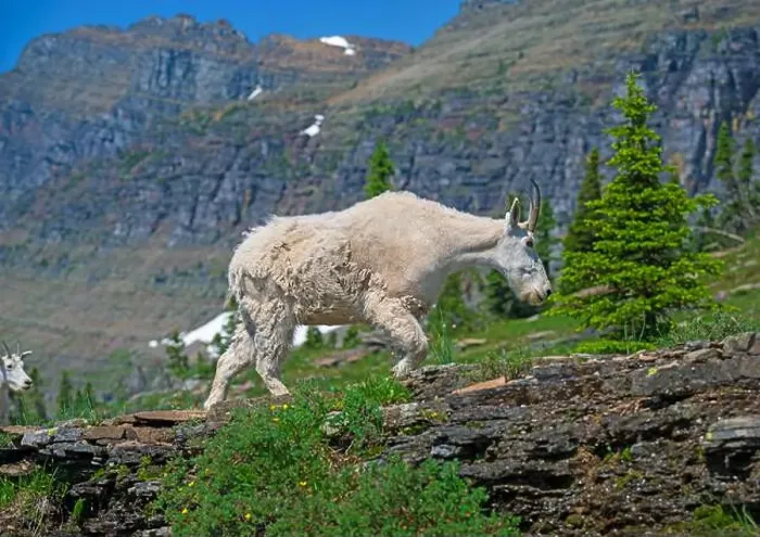 Framed Print : Mountain Goat Walking in an Alpine Wonderland Near Logan Pass in Glacier National Park in Montana Framed Print : Mountain Goat Walking in an Alpine Wonderland Near Logan Pass in Glacier National Park in Montana