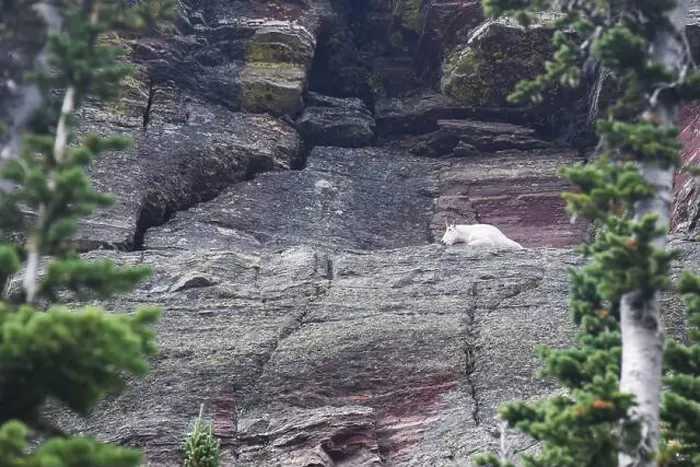 Framed Print : Mountain Goat Zoomed Framed Print : Mountain Goat Zoomed