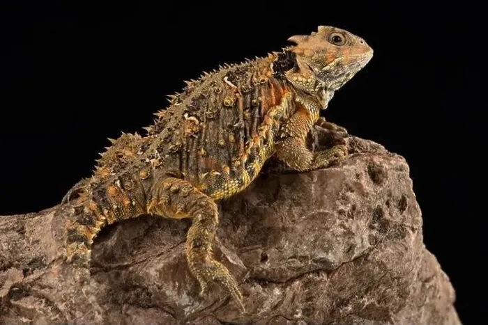 Framed Print : Mountain horned lizard(Phrynosoma orbiculare cortezii) Framed Print : Mountain horned lizard(Phrynosoma orbiculare cortezii)