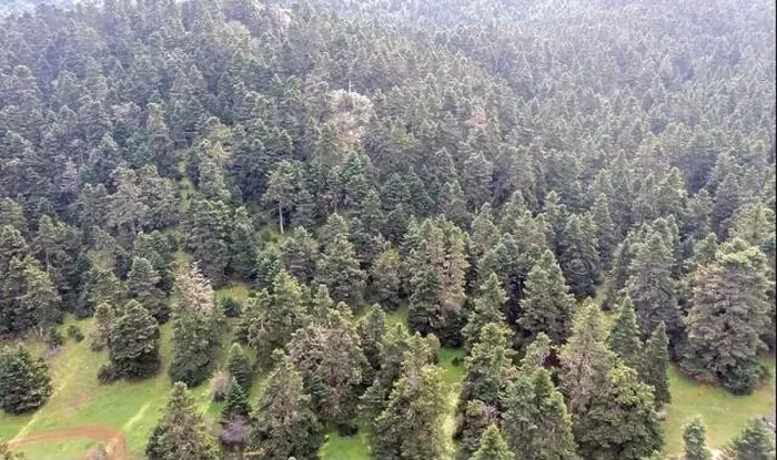 Framed Print : Mountain landscape, fir ttrees forest at Parnassos mountain aerial drone view. Greece, Boeotia Framed Print : Mountain landscape, fir ttrees forest at Parnassos mountain aerial drone view. Greece, Boeotia