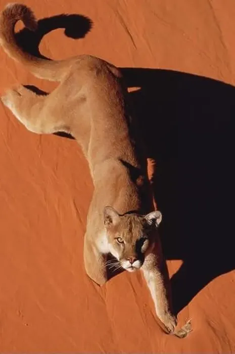 Framed Print : Mountain Lion walking on red sand in Monument Valley, Arizona Framed Print : Mountain Lion walking on red sand in Monument Valley, Arizona