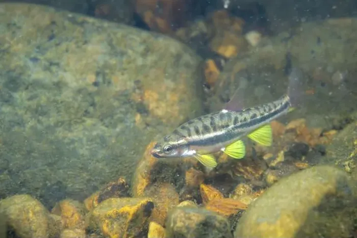 Framed Print : Mountain redbelly dace swimming in a river Framed Print : Mountain redbelly dace swimming in a river