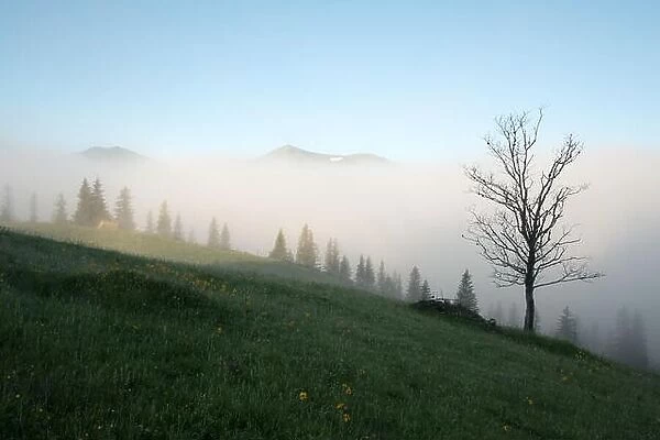 Mountain valley during sunrise. Alone tree on foggy meadow. Located place: Carpathians, Ukraine, Europe