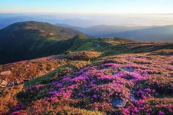 Mountains landscape with beautiful pink rhododendron flowers